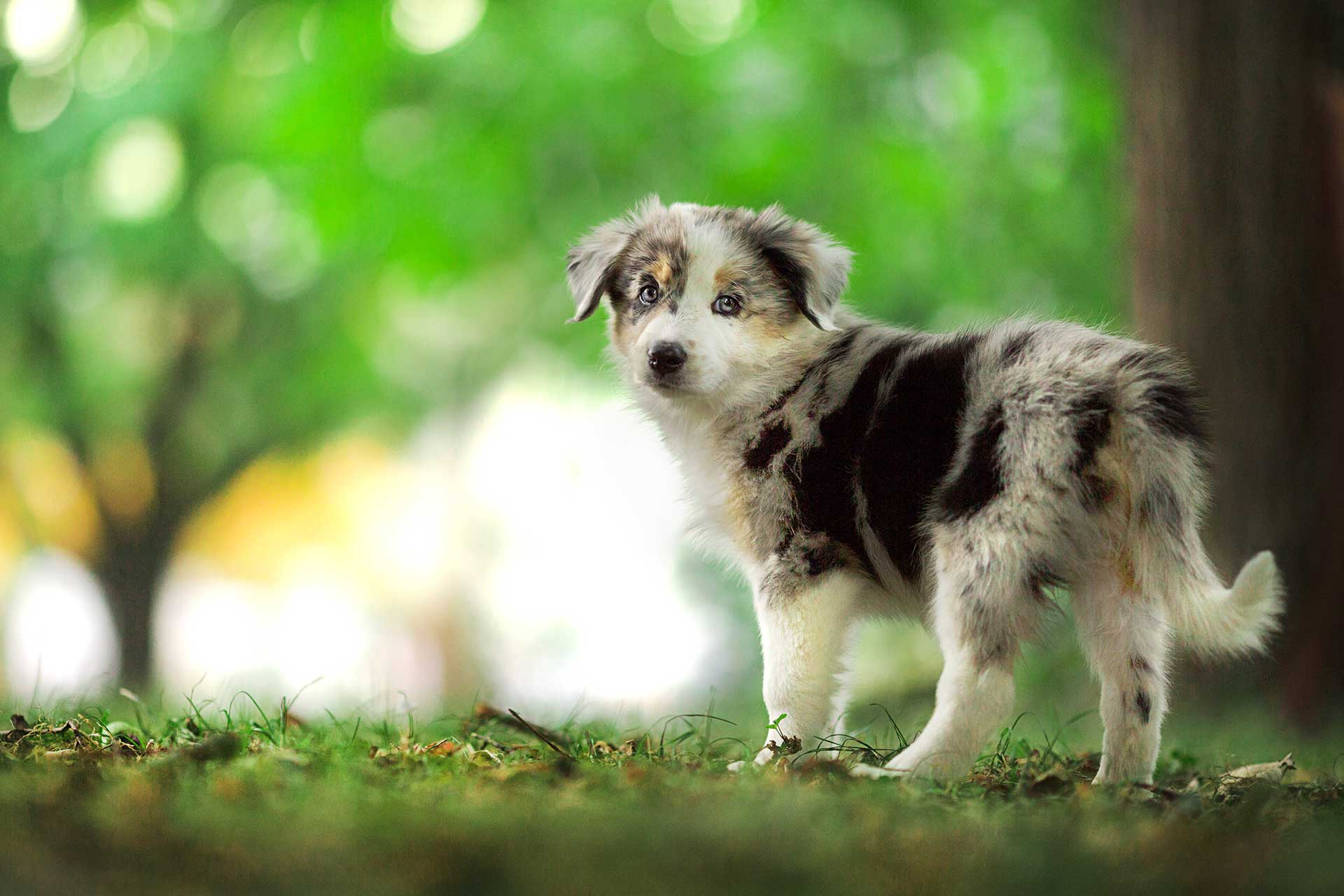 Hundefotografie Hund Fotografie Tierfotografie Australien Shepherd Welpe