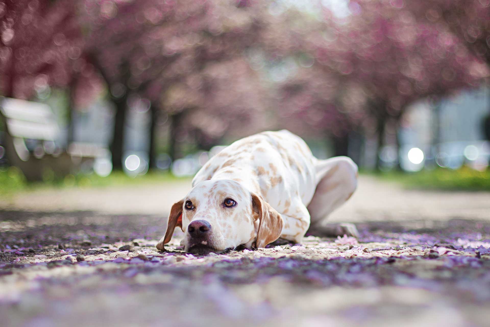 Hundefotografie Hund Fotografie Tierfotografie Wiesbaden Lemon Dalmatiner Kirschblüten