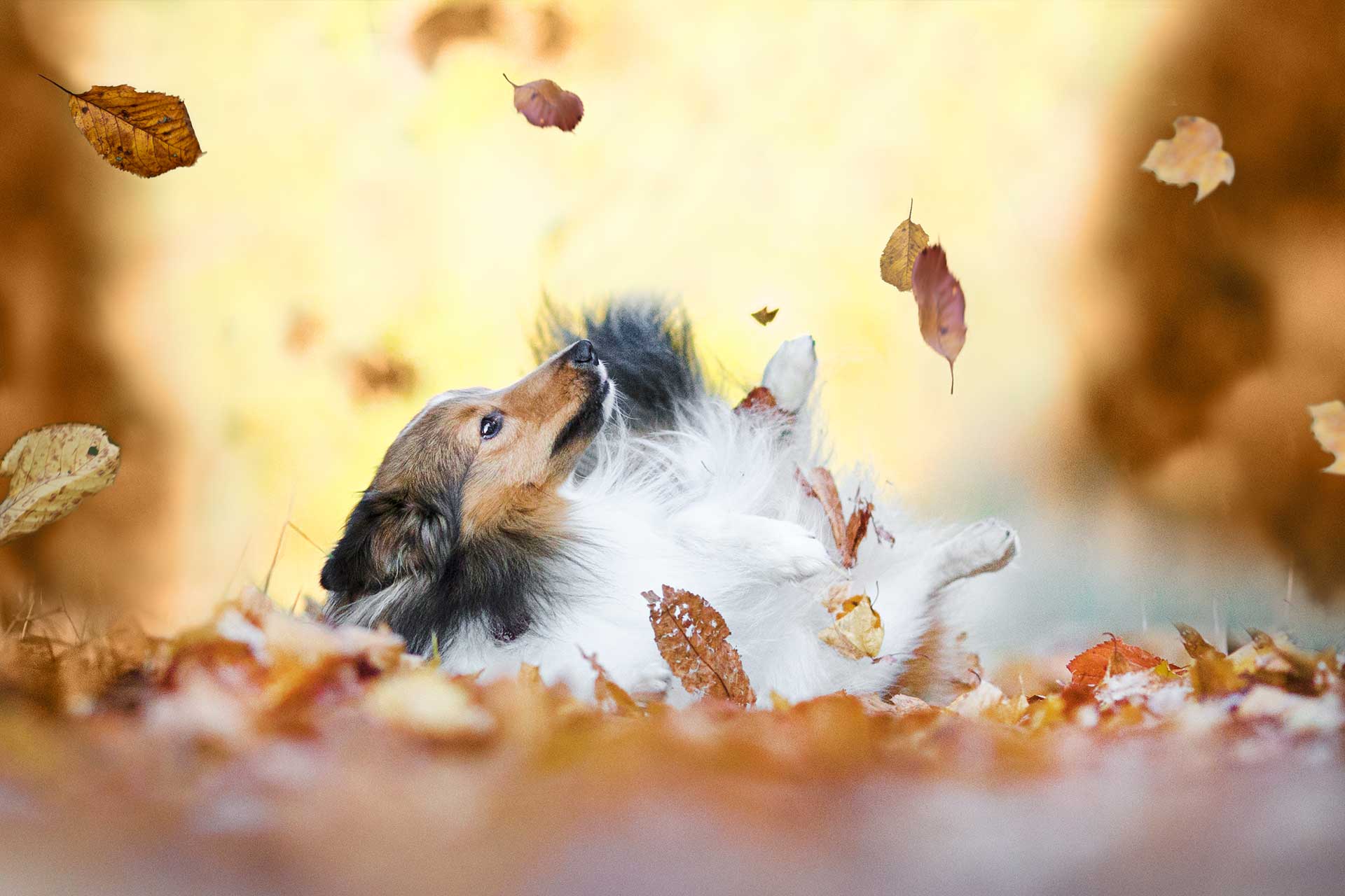 Hundefotografie Hund Fotografie Tierfotografie Bad Kreuznach Shetland Sheepdog Sheltie