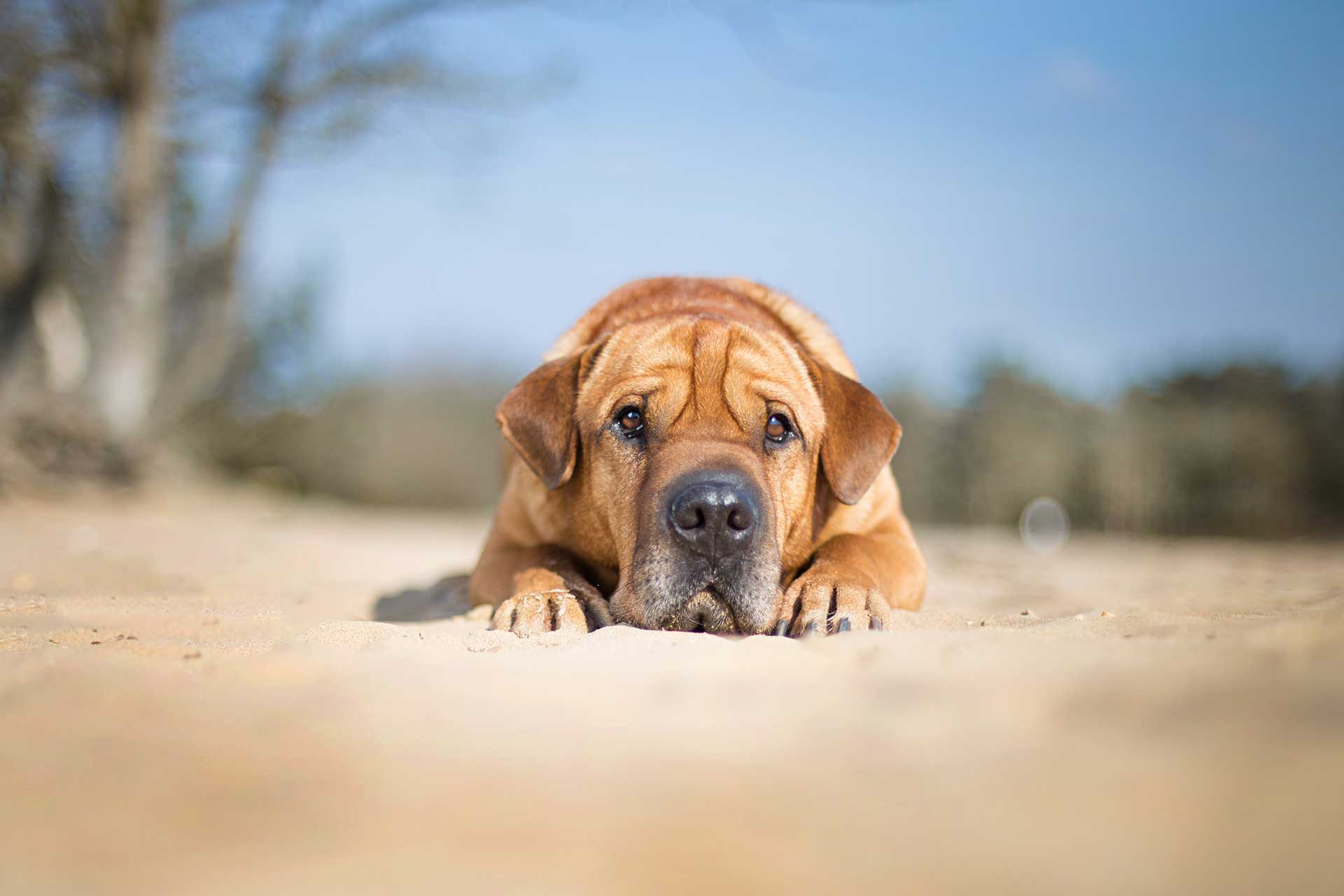 Hundefotografie Hund Fotografie Tierfotografie Mainz Shar Pei