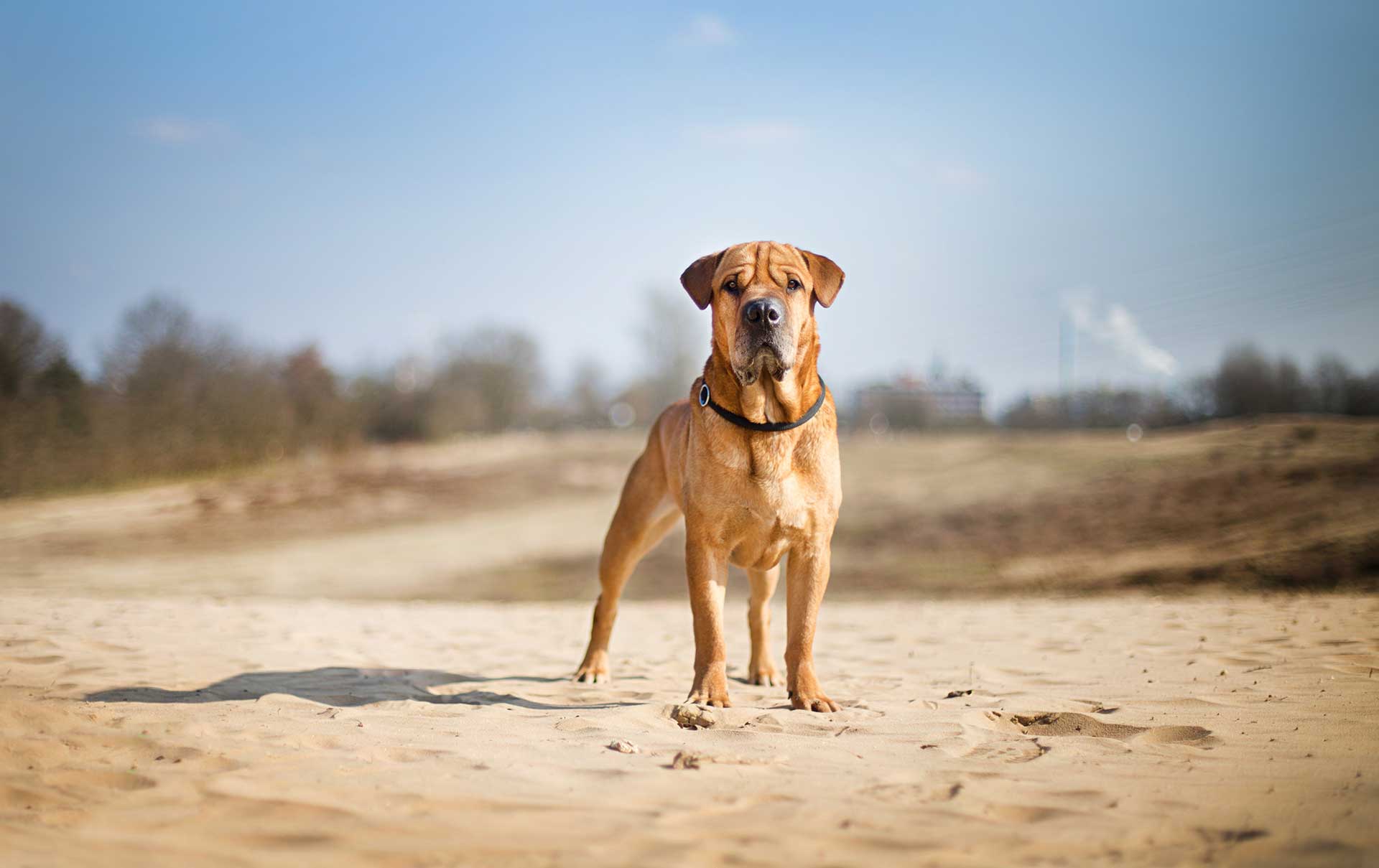 Hundefotografie Hund Fotografie Tierfotografie Mainz Shar Pei